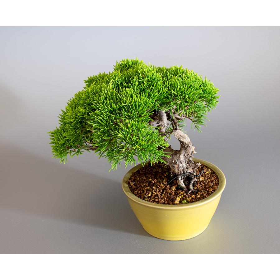 盆栽　シンパク盆栽（しんぱく・ミニ 糸魚川真柏盆栽）小品盆栽　4192｜e-bonsai｜06