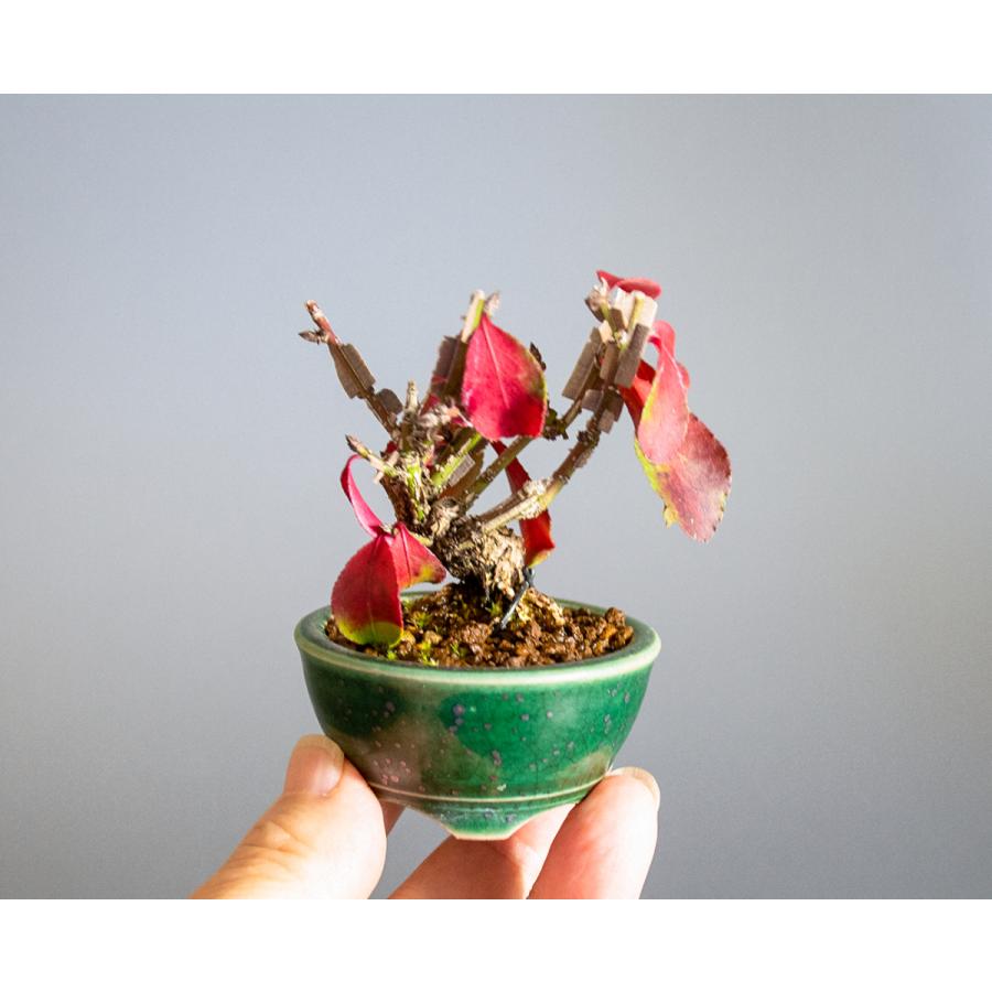 20 山採り　ニシキギ 20 山取 ニシキギ