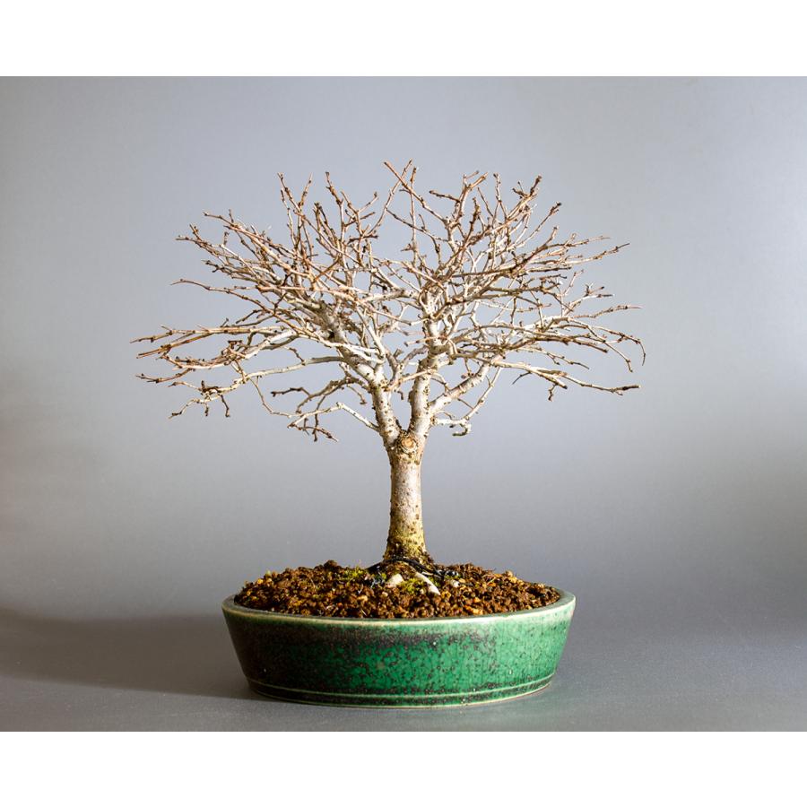 盆栽　ケヤキ盆栽　欅（けやき・ミニ盆栽 箒立ち欅）小品盆栽　4200 けやき