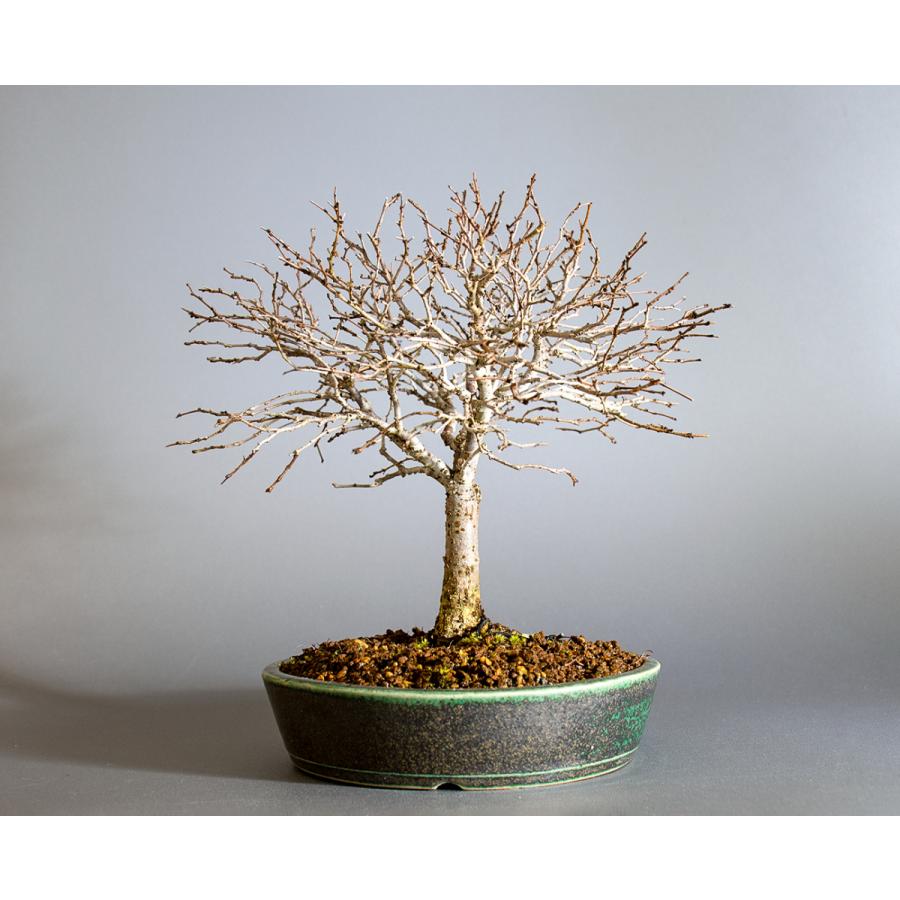 盆栽　ケヤキ盆栽　欅（けやき・ミニ盆栽 箒立ち欅）小品盆栽　4200 けやき