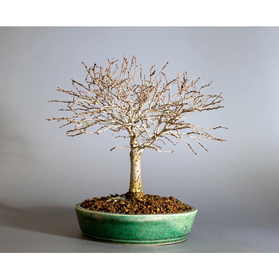 盆栽　ケヤキ盆栽　欅（けやき・ミニ盆栽 箒立ち欅）小品盆栽　4200 けやき