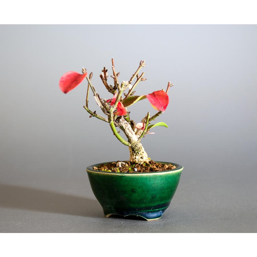 豆盆栽 ニシキギ盆栽 錦木（にしきぎ・小さな盆栽 錦木）小盆栽 4201