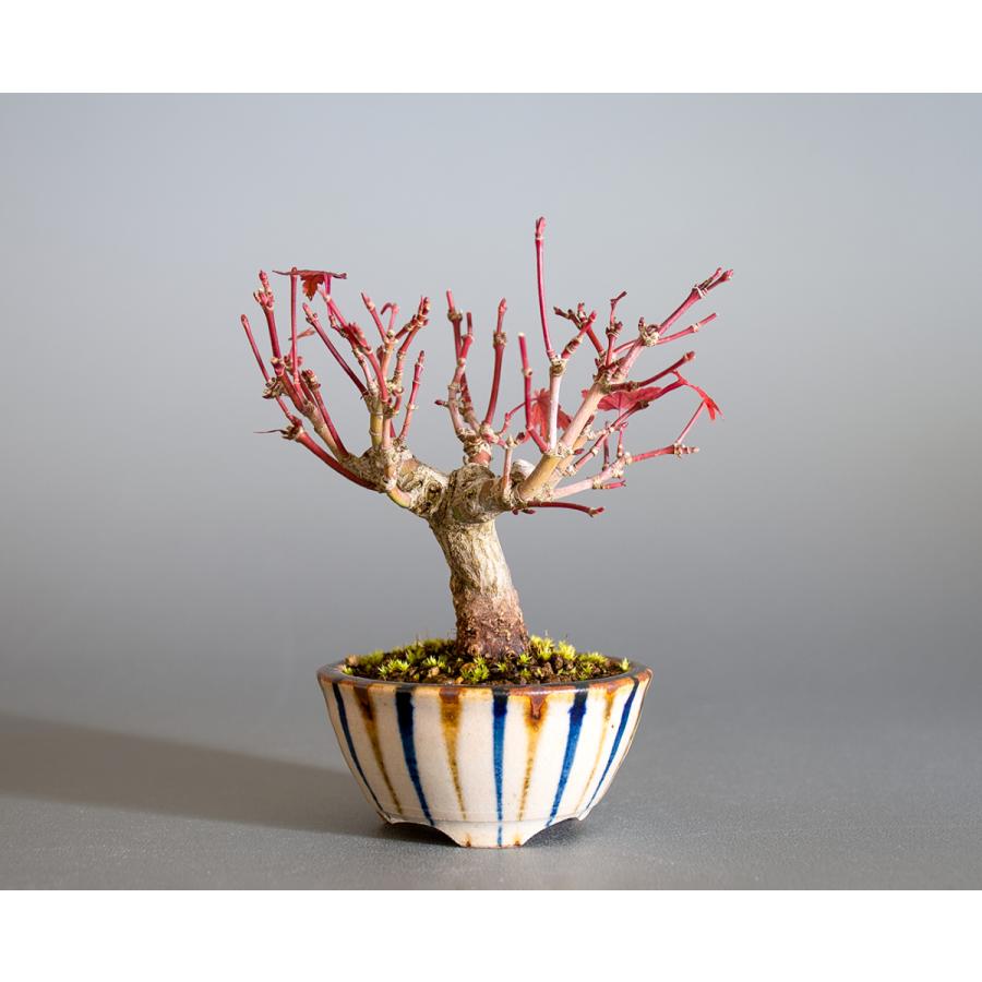 ミニ盆栽 イロハモミジ盆栽 いろは紅葉 ミニ盆栽 小さな盆栽 44 44 E 盆栽 ヤフー店 通販 Yahoo ショッピング