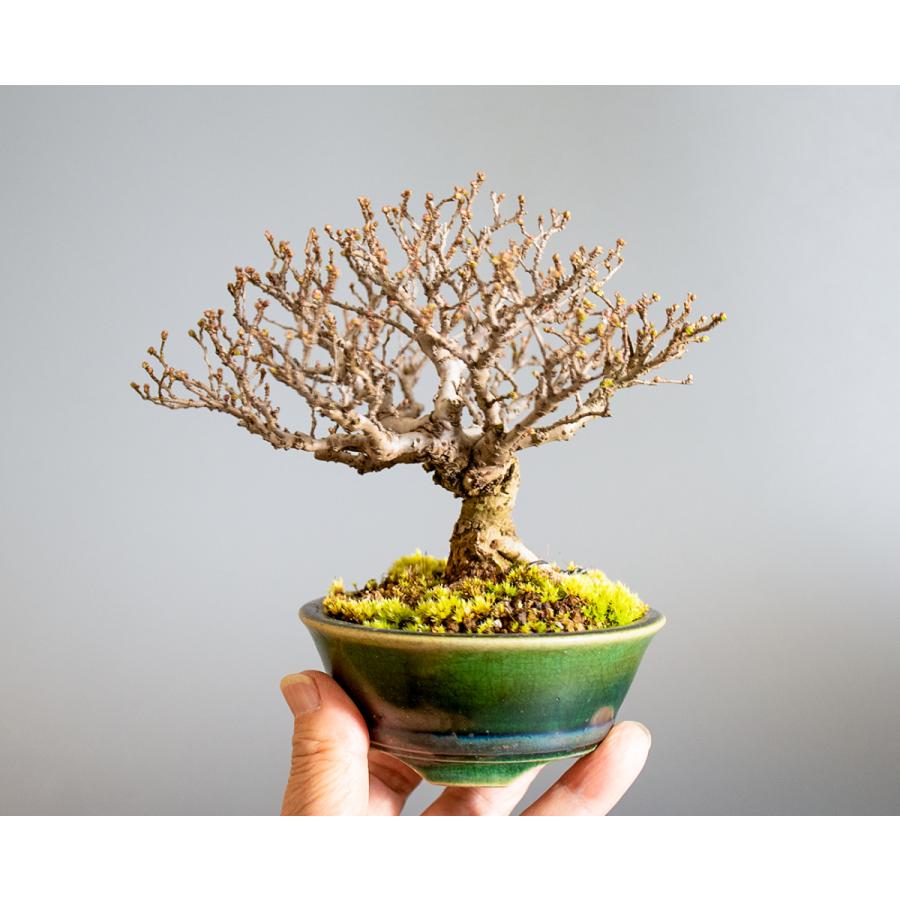盆栽 ニレケヤキ盆栽（にれけやき・ミニ 楡欅盆栽）小品盆栽 4225