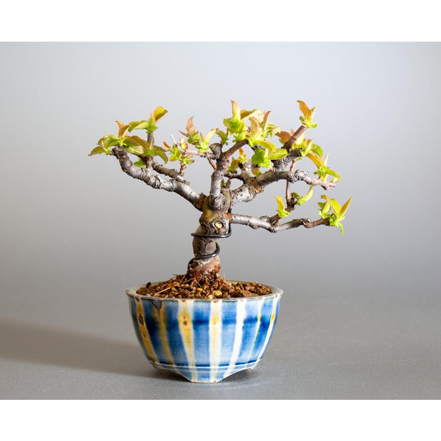 ミニ盆栽　カリン盆栽　花梨（かりん・小さな盆栽 花梨）小盆栽　4231 | 