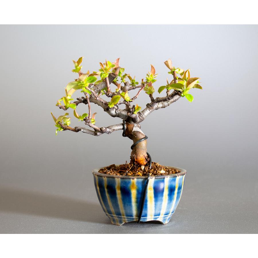 ミニ盆栽　カリン盆栽　花梨（かりん・小さな盆栽 花梨）小盆栽　4231 |  | 01