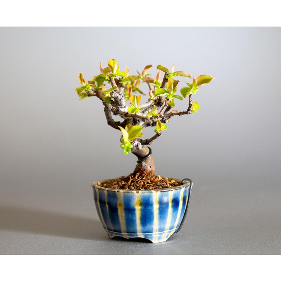 ミニ盆栽　カリン盆栽　花梨（かりん・小さな盆栽 花梨）小盆栽　4231 |  | 02