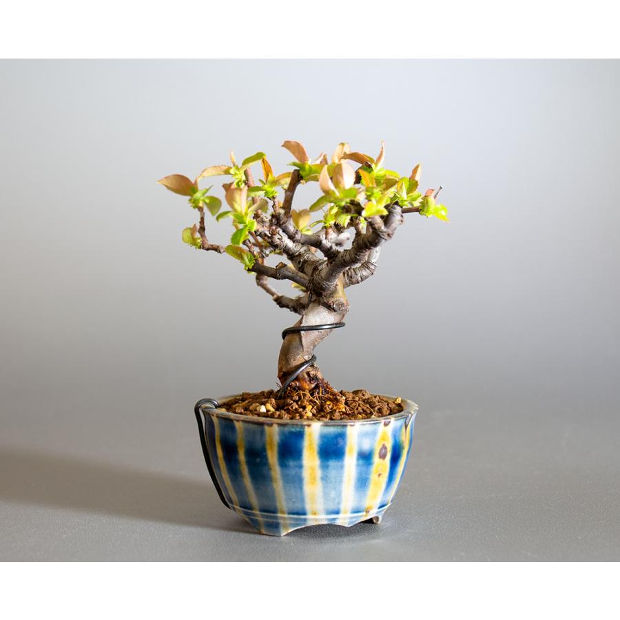 ミニ盆栽　カリン盆栽　花梨（かりん・小さな盆栽 花梨）小盆栽　4231 |  | 03