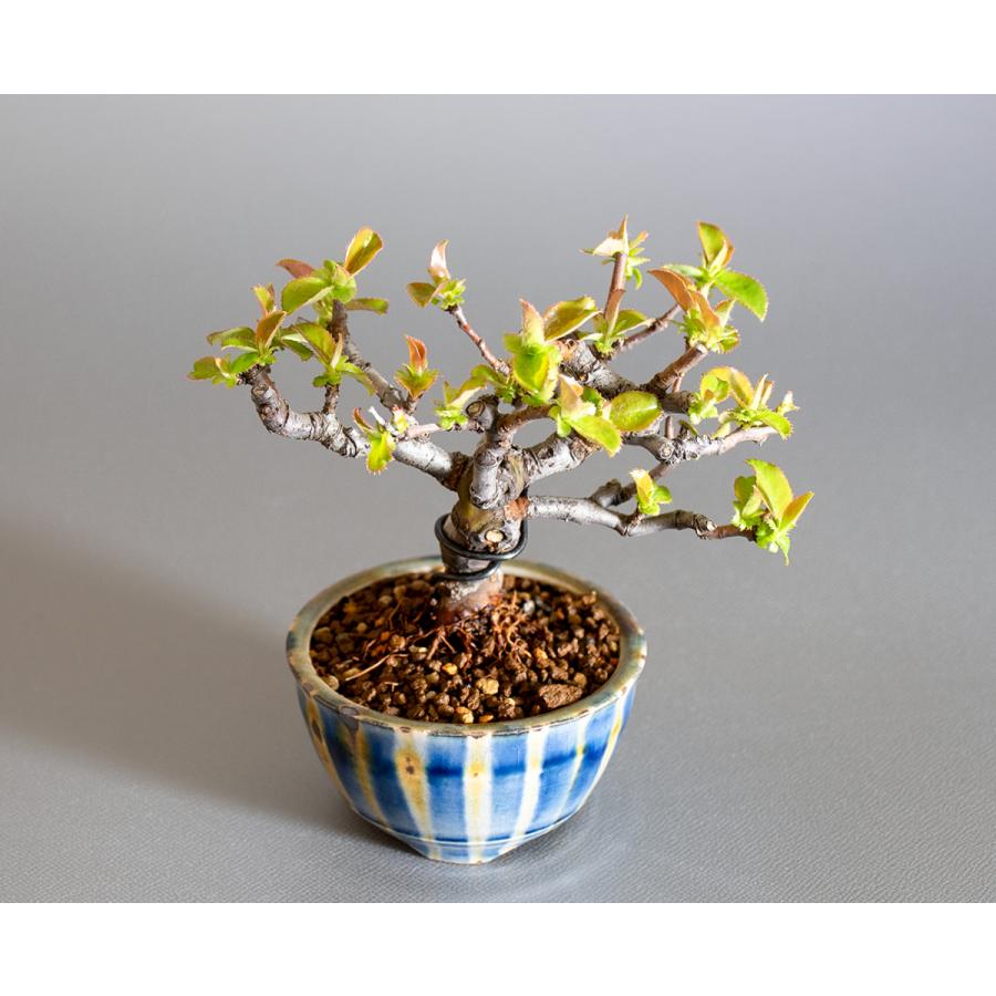 ミニ盆栽　カリン盆栽　花梨（かりん・小さな盆栽 花梨）小盆栽　4231 |  | 04