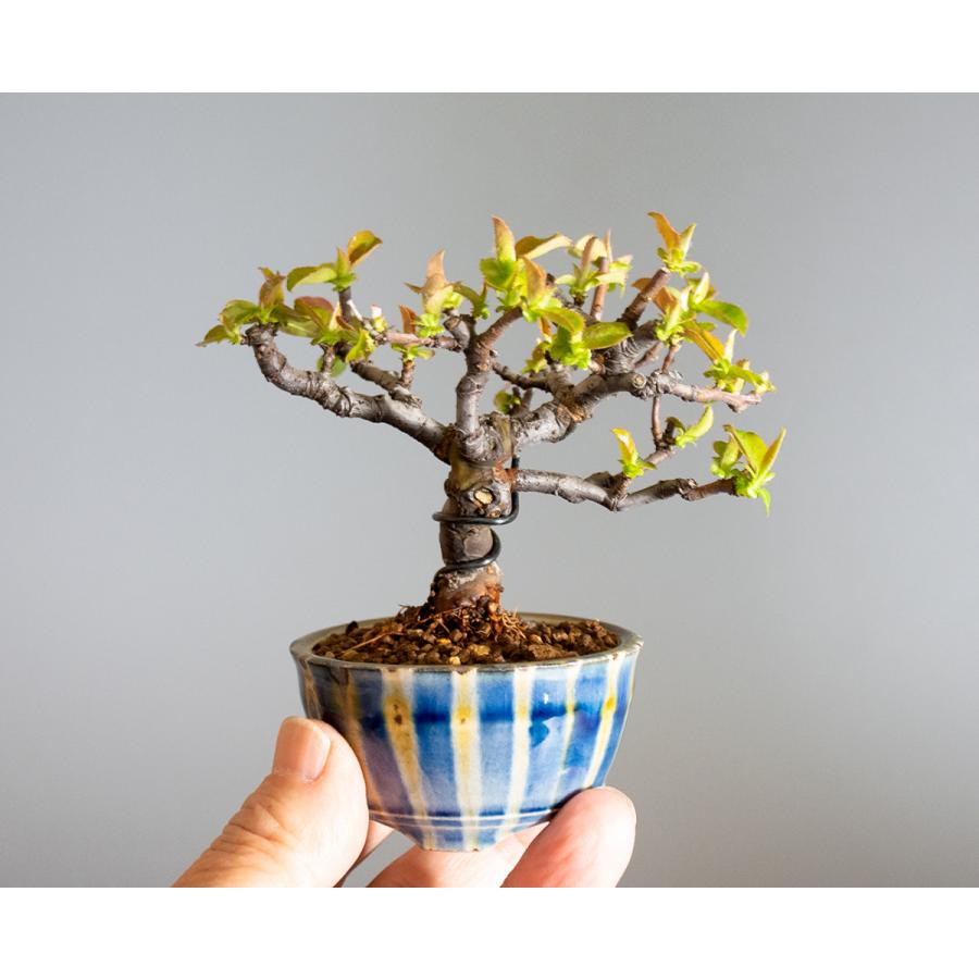 ミニ盆栽　カリン盆栽　花梨（かりん・小さな盆栽 花梨）小盆栽　4231 |  | 05