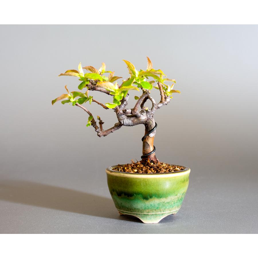 ミニ盆栽　カリン盆栽　花梨（かりん・小さな盆栽 花梨）小盆栽　4234 | 