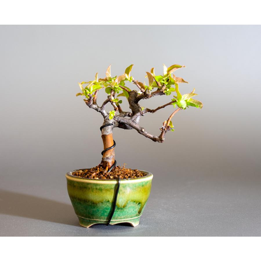 ミニ盆栽　カリン盆栽　花梨（かりん・小さな盆栽 花梨）小盆栽　4234 |  | 01