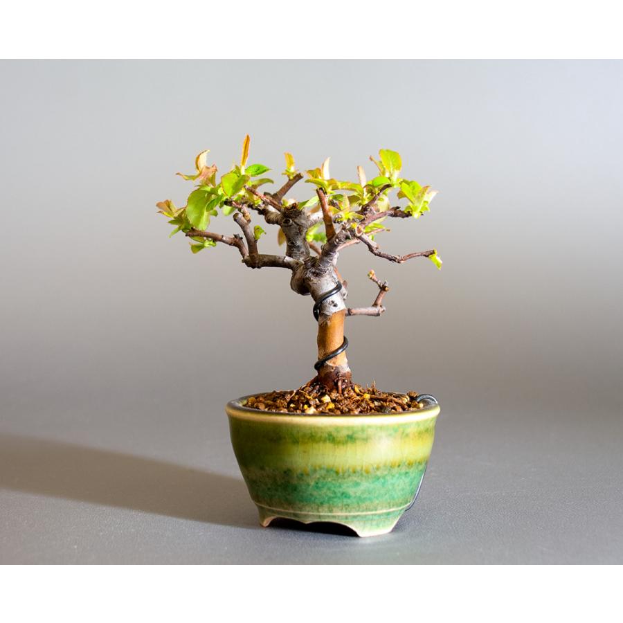 ミニ盆栽　カリン盆栽　花梨（かりん・小さな盆栽 花梨）小盆栽　4234 |  | 02