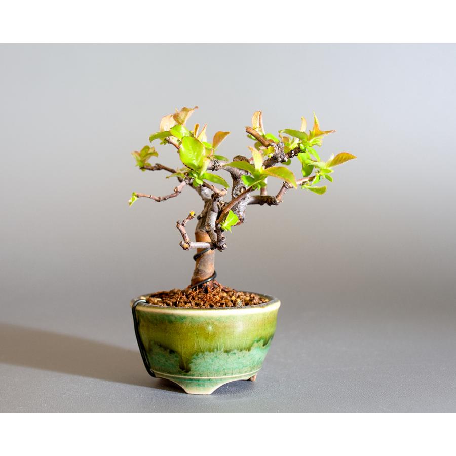 ミニ盆栽　カリン盆栽　花梨（かりん・小さな盆栽 花梨）小盆栽　4234 |  | 03