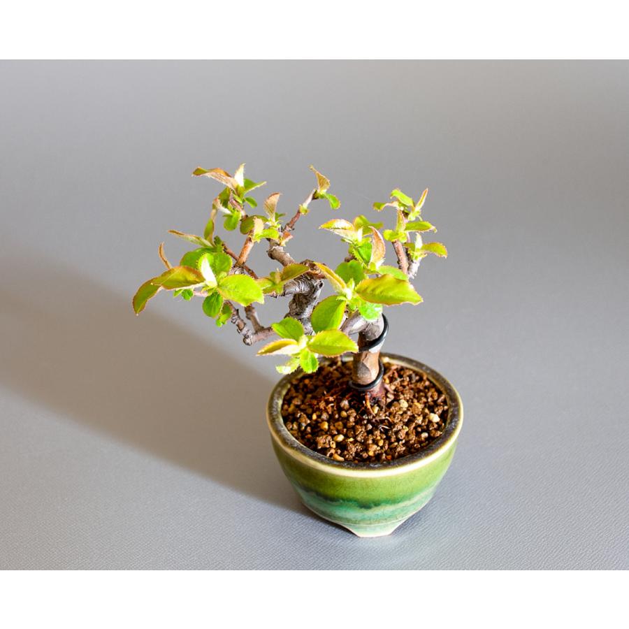 ミニ盆栽　カリン盆栽　花梨（かりん・小さな盆栽 花梨）小盆栽　4234 |  | 04