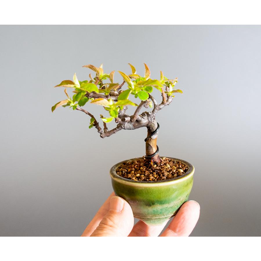 ミニ盆栽　カリン盆栽　花梨（かりん・小さな盆栽 花梨）小盆栽　4234 |  | 05