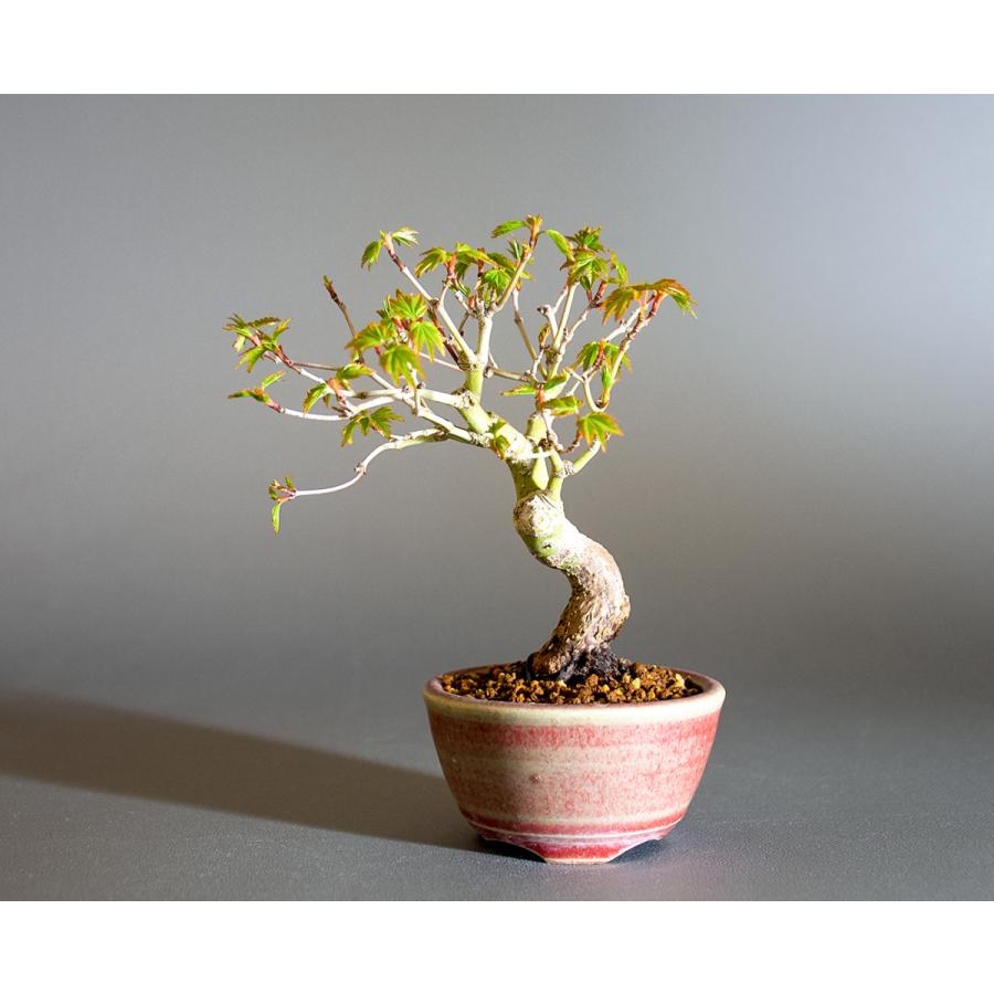 イロハモミジ 盆栽 盆栽 イロハモミジ盆栽 紅葉（いろは紅葉 盆栽）小さな盆栽 4235