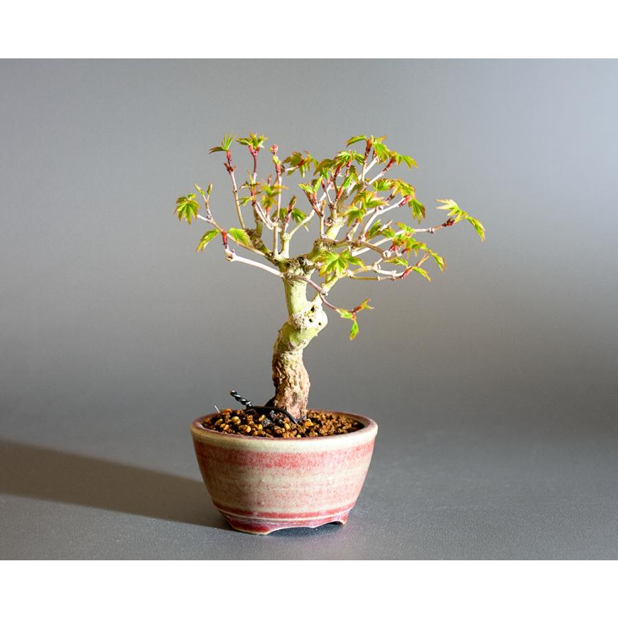 盆栽　イロハモミジ盆栽　紅葉（いろは紅葉 盆栽）小さな盆栽　4235 |  | 03