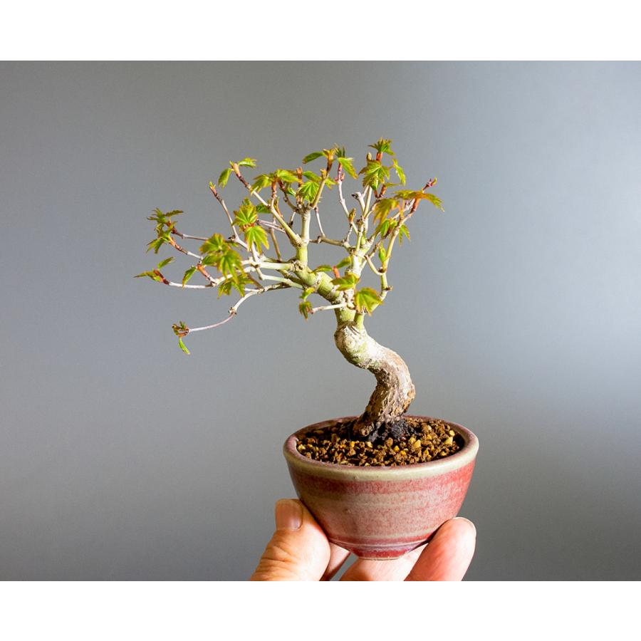 盆栽　イロハモミジ盆栽　紅葉（いろは紅葉 盆栽）小さな盆栽　4235 |  | 05