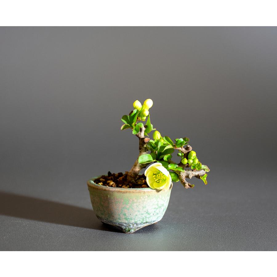 プチ盆栽　白花チョウジュバイ盆栽　長寿梅（ちょうじゅばい・プチ盆栽 白花長寿梅）小さな盆栽　4236 | 