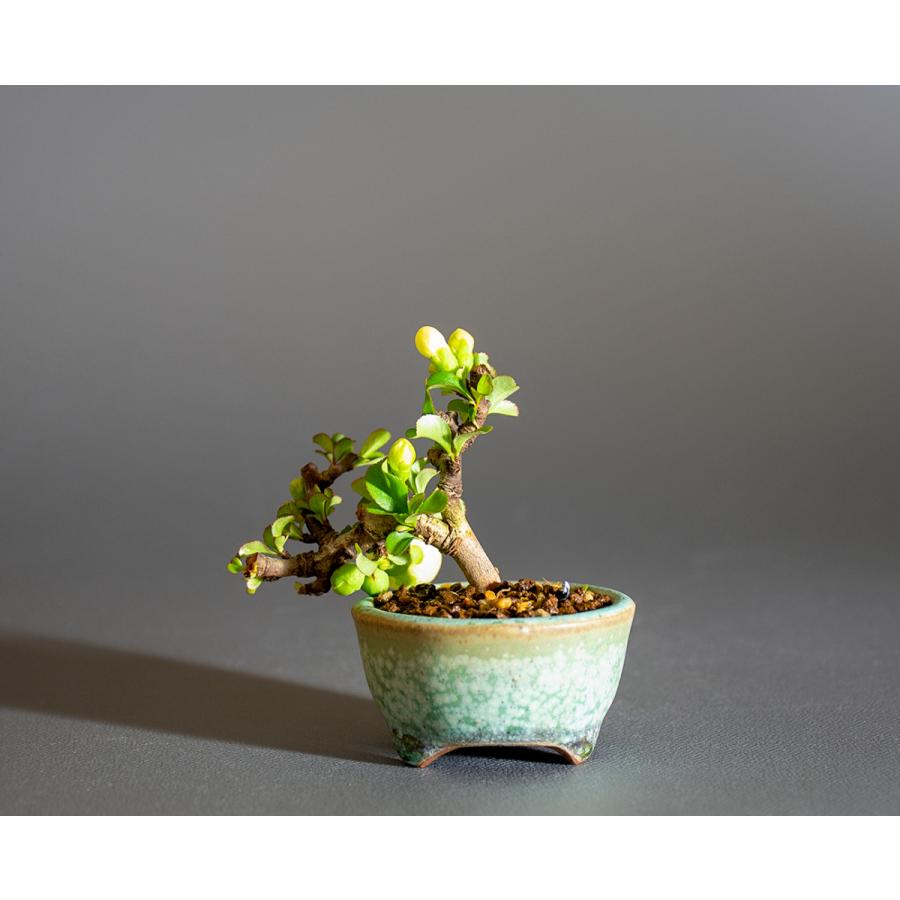 プチ盆栽　白花チョウジュバイ盆栽　長寿梅（ちょうじゅばい・プチ盆栽 白花長寿梅）小さな盆栽　4236 |  | 01