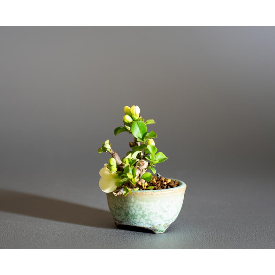 プチ盆栽　白花チョウジュバイ盆栽　長寿梅（ちょうじゅばい・プチ盆栽 白花長寿梅）小さな盆栽　4236 |  | 02