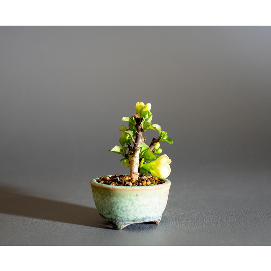 プチ盆栽　白花チョウジュバイ盆栽　長寿梅（ちょうじゅばい・プチ盆栽 白花長寿梅）小さな盆栽　4236 |  | 03