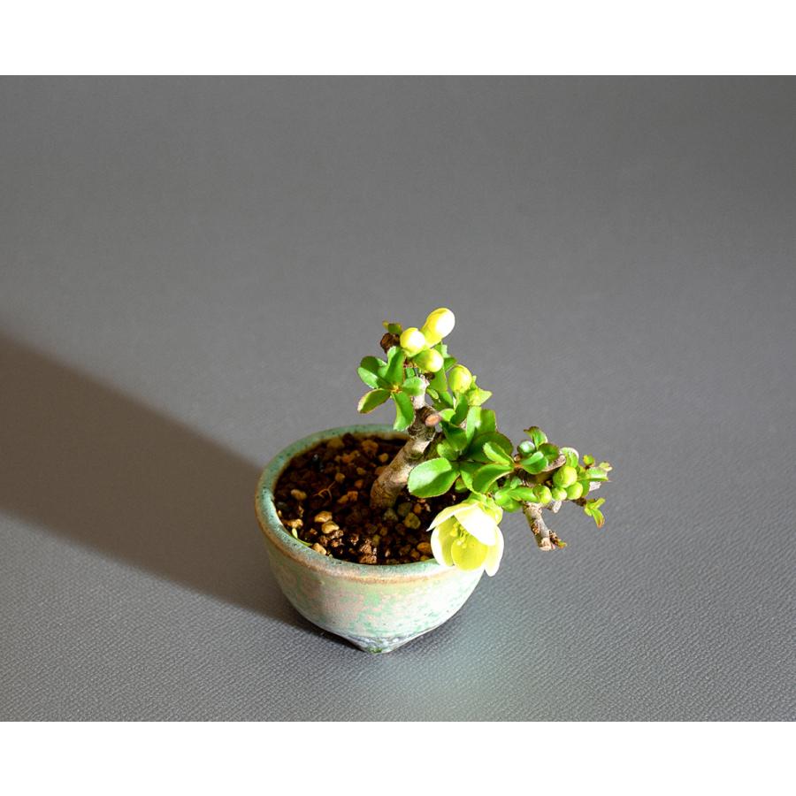 プチ盆栽　白花チョウジュバイ盆栽　長寿梅（ちょうじゅばい・プチ盆栽 白花長寿梅）小さな盆栽　4236 |  | 04