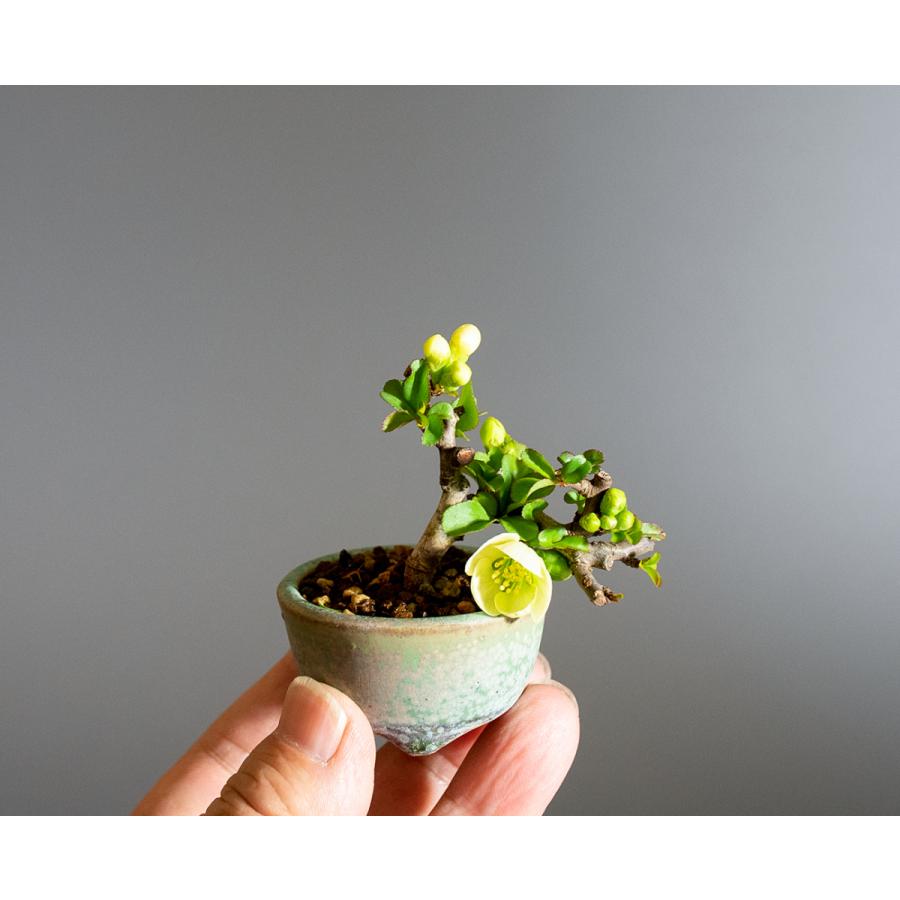 プチ盆栽　白花チョウジュバイ盆栽　長寿梅（ちょうじゅばい・プチ盆栽 白花長寿梅）小さな盆栽　4236 |  | 05