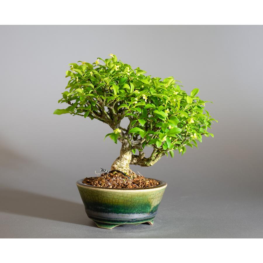 三河盆栽　盆栽愛好家在庫放出セール　コマユミ　盆栽 三河盆栽 盆栽愛好家在庫放出セール コマユミ 盆栽 Akaishi Goyomatsu