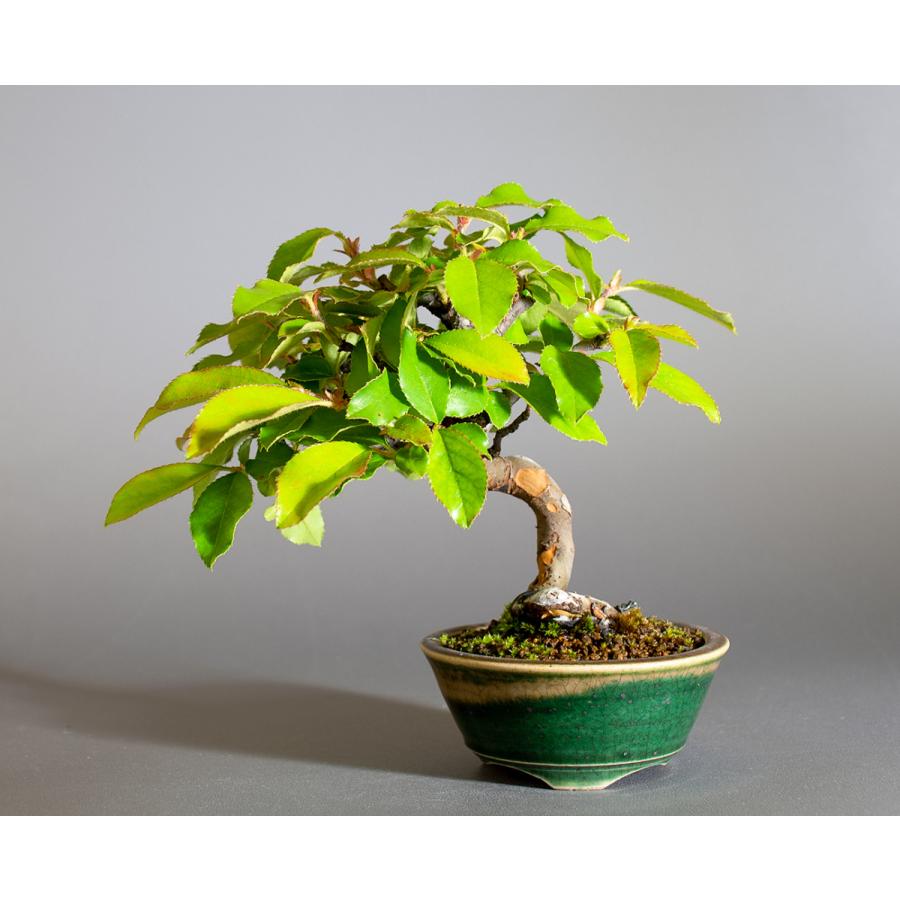 盆栽 カリン盆栽 花梨(かりん・ミニ盆栽 花梨)小さな盆栽 4240 盆栽 カリン盆栽 花梨(かりん・ミニ盆栽 花梨)小さな盆栽 4240