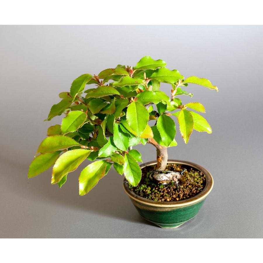 盆栽 カリン盆栽 花梨（かりん・ミニ盆栽 花梨）小さな盆栽 4240