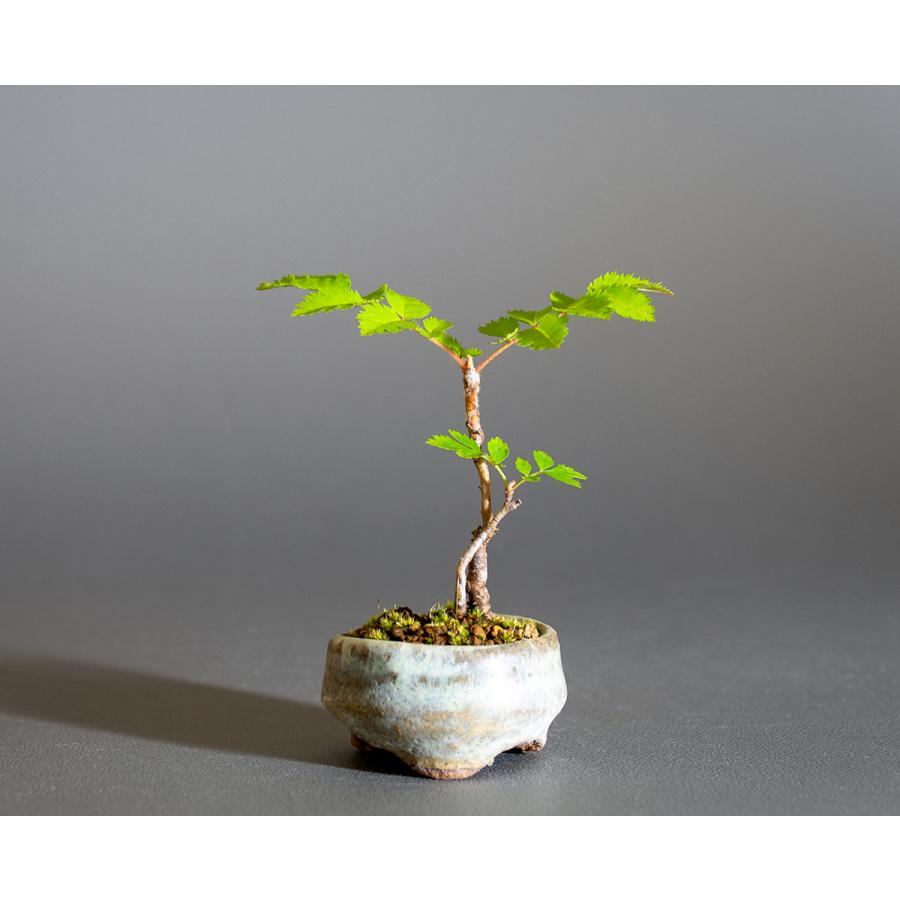 豆盆栽 ナナカマド盆栽 ななかまど 七竃 ミニ盆栽 小さな盆栽 4243 4243 E 盆栽 ヤフー店 通販 Yahoo ショッピング
