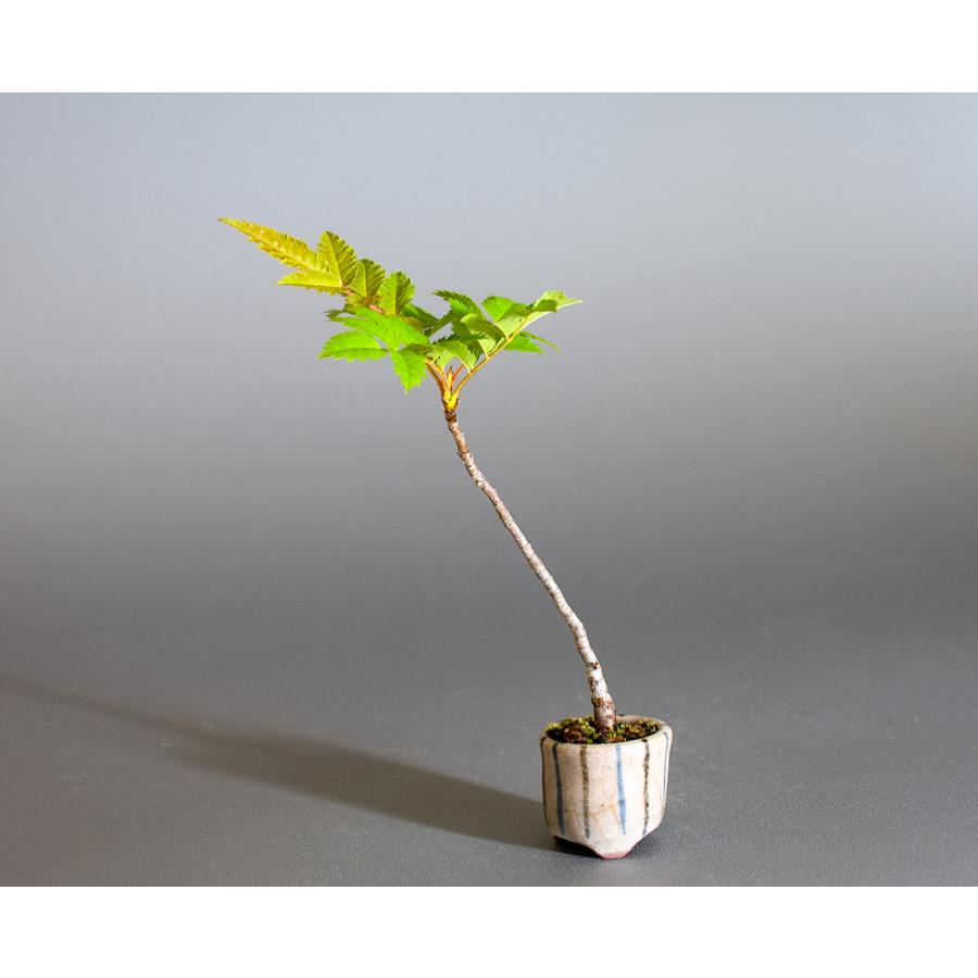 盆栽　ナナカマド盆栽（ななかまど・七竈 ミニ盆栽）小品盆栽　4244 | 