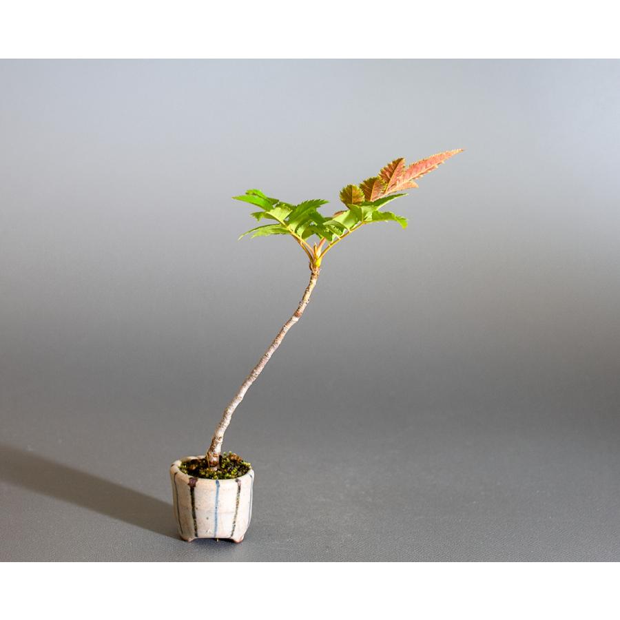 盆栽　ナナカマド盆栽（ななかまど・七竈 ミニ盆栽）小品盆栽　4244 |  | 01