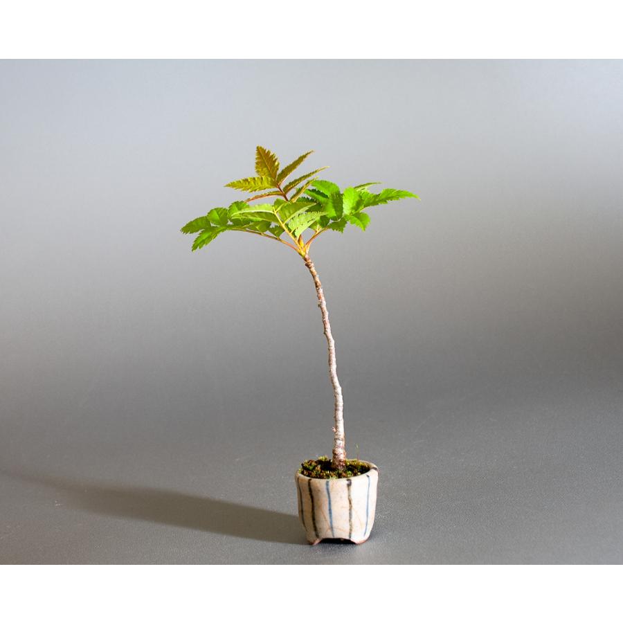 盆栽　ナナカマド盆栽（ななかまど・七竈 ミニ盆栽）小品盆栽　4244 |  | 02