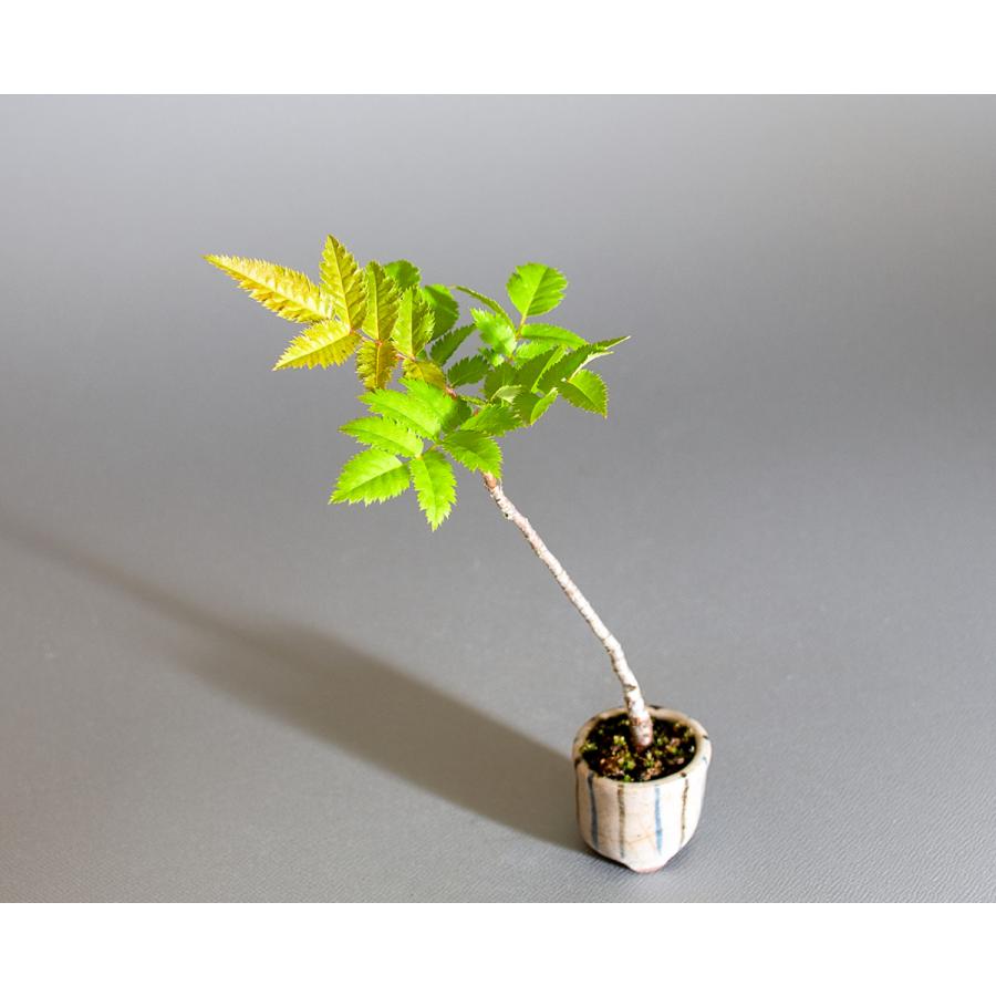 盆栽　ナナカマド盆栽（ななかまど・七竈 ミニ盆栽）小品盆栽　4244 |  | 04