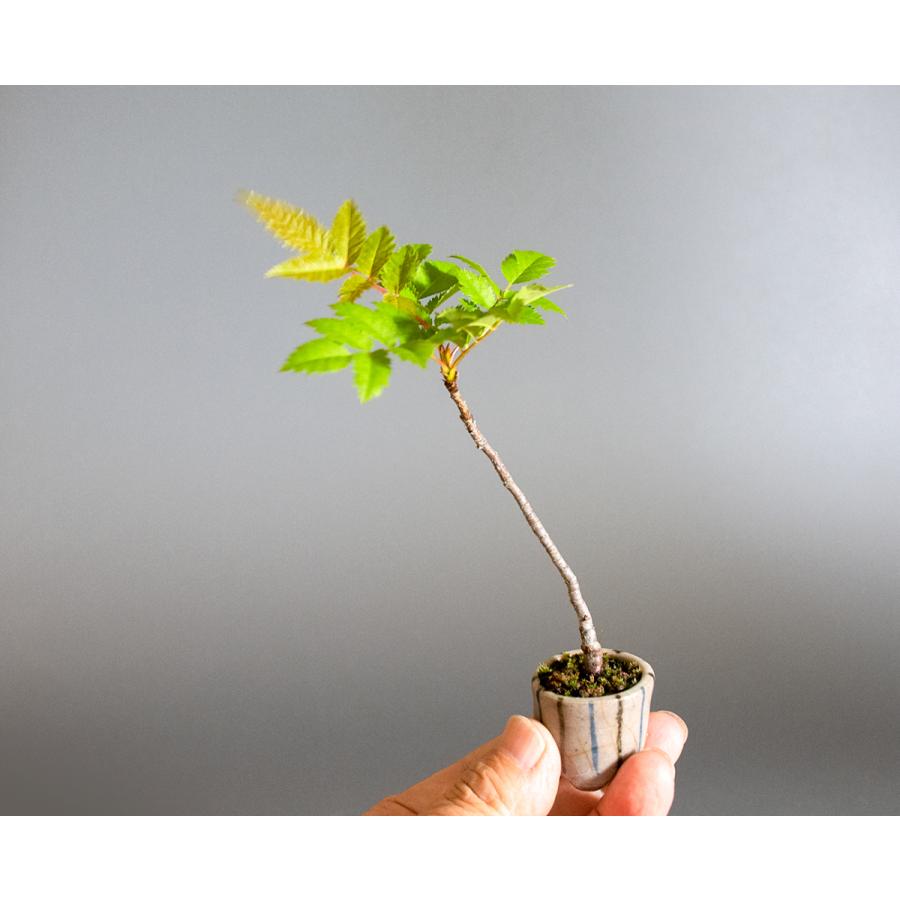 盆栽　ナナカマド盆栽（ななかまど・七竈 ミニ盆栽）小品盆栽　4244 |  | 05