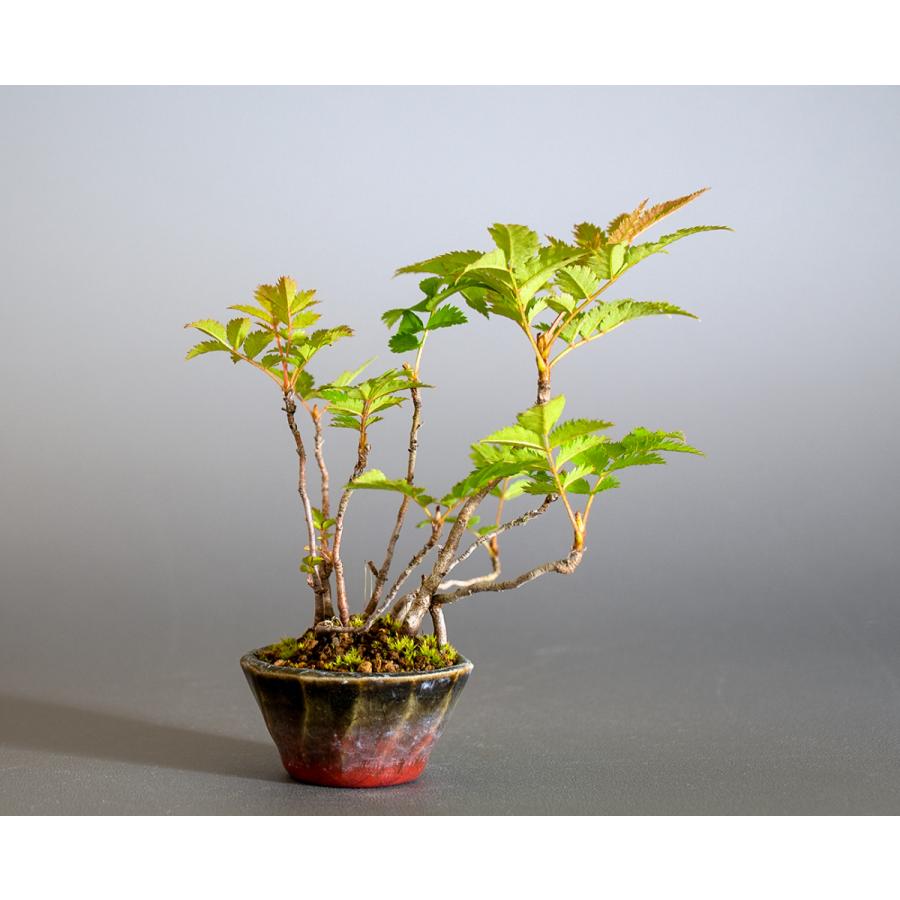 盆栽　ナナカマド盆栽（ななかまど・七竈 ミニ盆栽）小品盆栽　4245 |  | 01