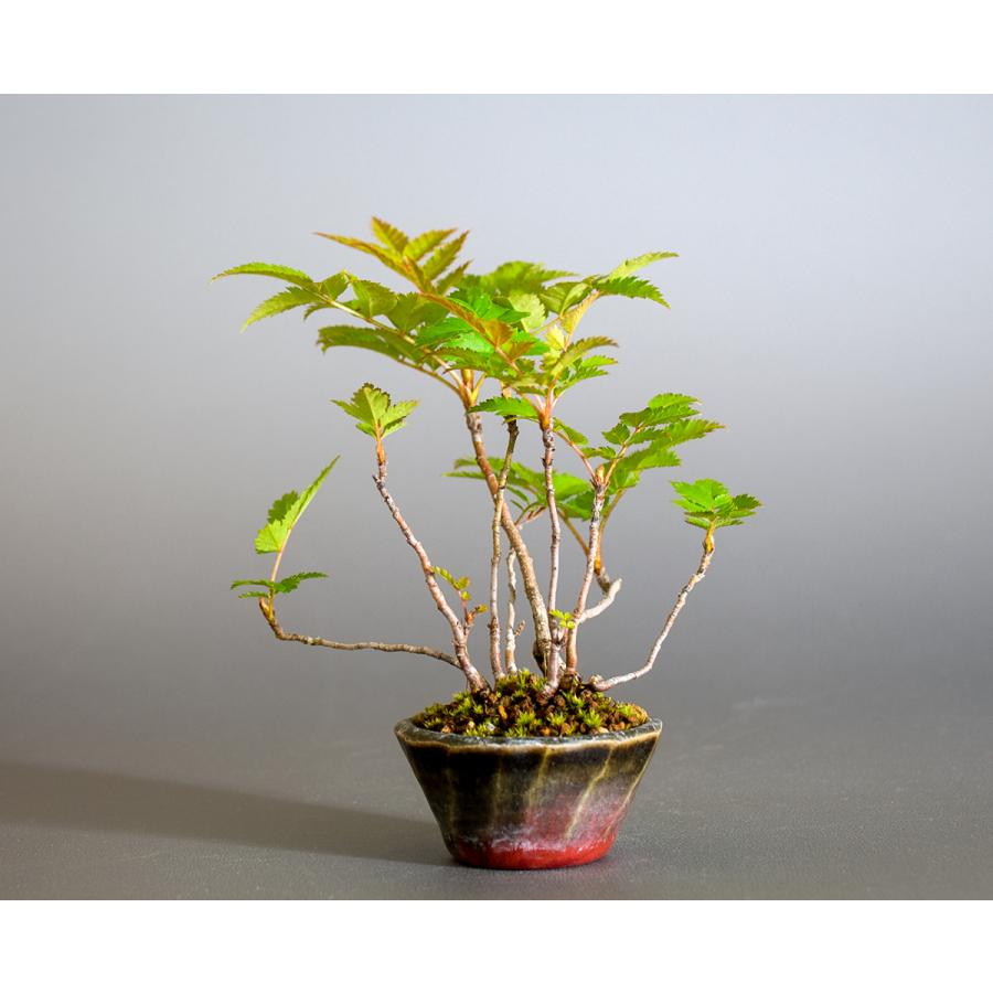 盆栽　ナナカマド盆栽（ななかまど・七竈 ミニ盆栽）小品盆栽　4245 |  | 02