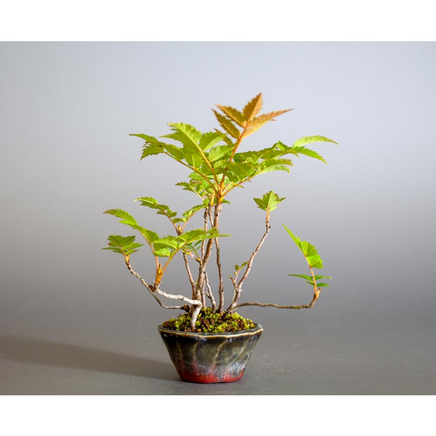 盆栽　ナナカマド盆栽（ななかまど・七竈 ミニ盆栽）小品盆栽　4245 |  | 03