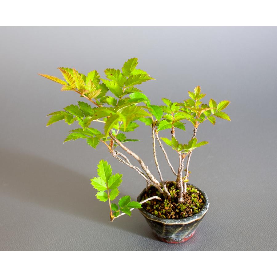 盆栽 ナナカマド盆栽（ななかまど・七竈 ミニ盆栽）小品盆栽 4245 : e