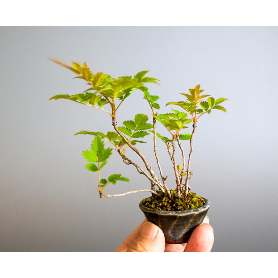 盆栽　ナナカマド盆栽（ななかまど・七竈 ミニ盆栽）小品盆栽　4245 |  | 05