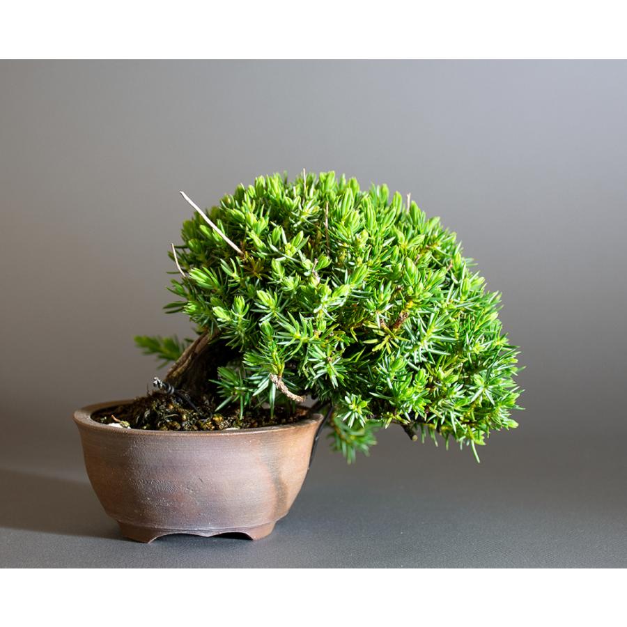 ミニ盆栽　トショウ盆栽　杜松（としょう・ミニ盆栽 杜松）小さな盆栽　4247 |  | 01