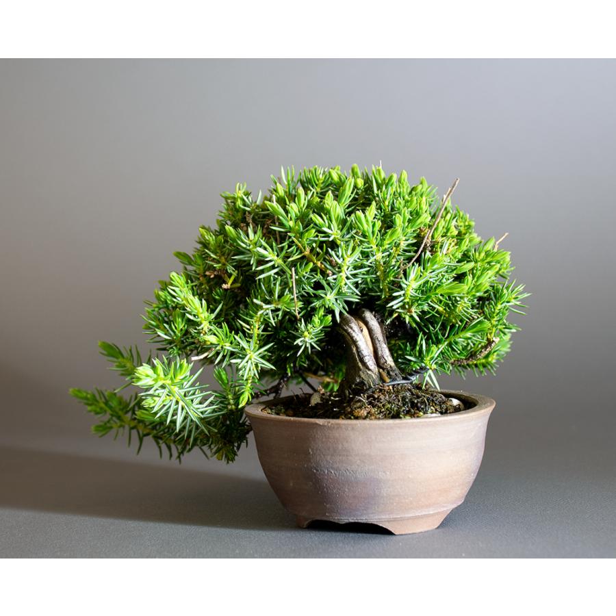 ミニ盆栽　トショウ盆栽　杜松（としょう・ミニ盆栽 杜松）小さな盆栽　4247 |  | 02