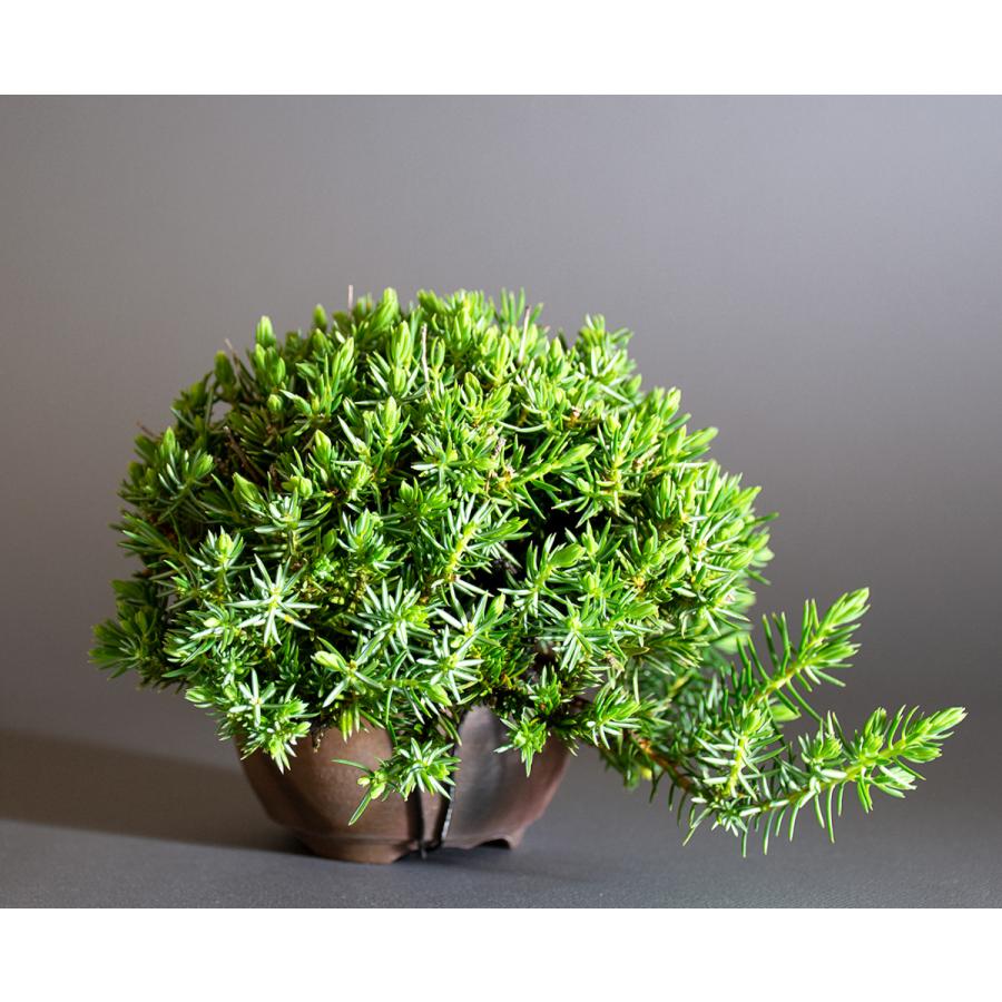 ミニ盆栽　トショウ盆栽　杜松（としょう・ミニ盆栽 杜松）小さな盆栽　4247 |  | 03