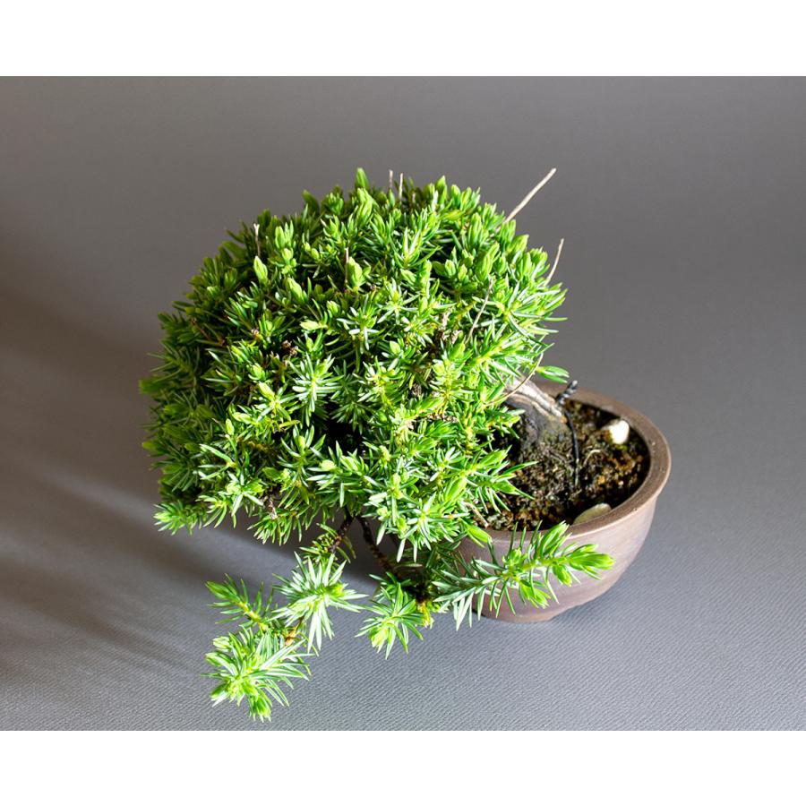 ミニ盆栽　トショウ盆栽　杜松（としょう・ミニ盆栽 杜松）小さな盆栽　4247 |  | 04