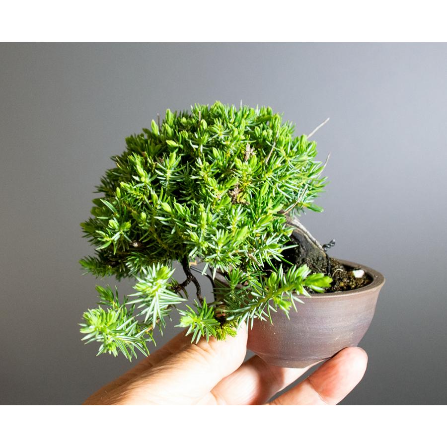ミニ盆栽　トショウ盆栽　杜松（としょう・ミニ盆栽 杜松）小さな盆栽　4247 |  | 05