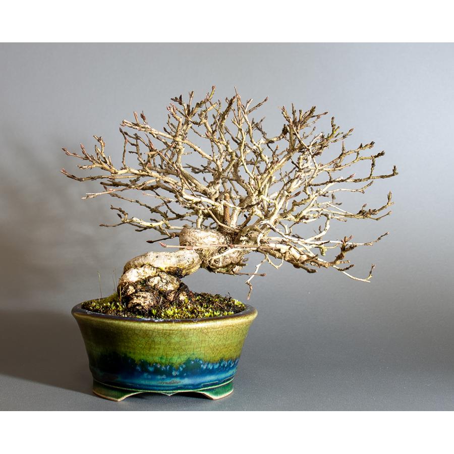 盆栽　イワシデ盆栽　岩四手（いわしで・ ミニ盆栽 岩四手）小品盆栽　4250 |  | 01