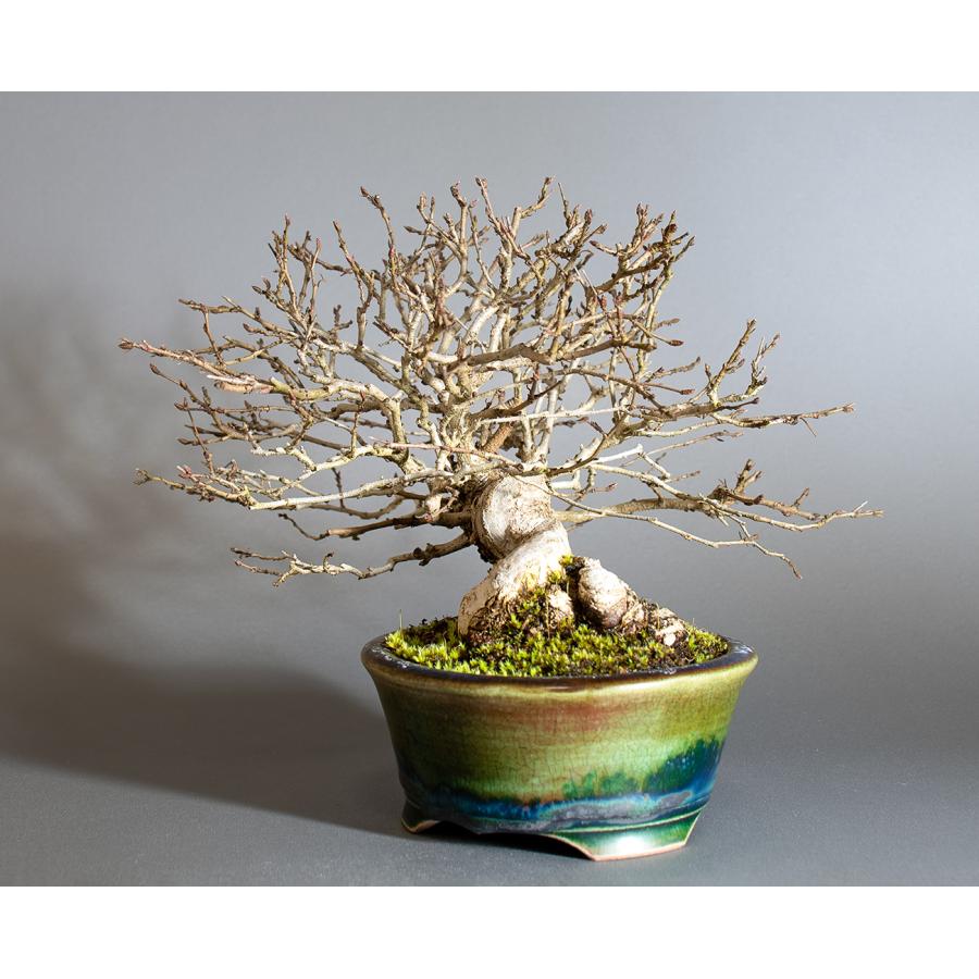 盆栽　イワシデ盆栽　岩四手（いわしで・ ミニ盆栽 岩四手）小品盆栽　4250 |  | 02